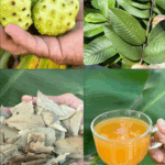 El remedio natural que está revolucionando la salud: adiós a la hipertensión y más