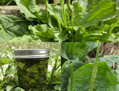 conoce la planta de la juventud