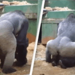 Padres en shock al ver a los gorilas apareándose frente a los niños en el zoológico