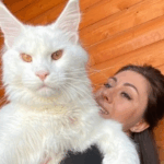 “Pesa 12 kg y sigue creciendo”: ¡Conoce a Kefir, el gatito Maine Coon más grande del mundo!