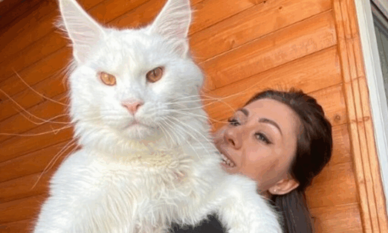 “Pesa 12 kg y sigue creciendo”: ¡Conoce a Kefir, el gatito Maine Coon más grande del mundo!