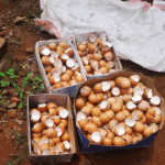 este es un fertilizante natural super economico y como funciona