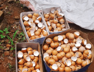 este es un fertilizante natural super economico y como funciona