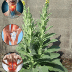 desbloquea el poder oculto de la planta gordolobo