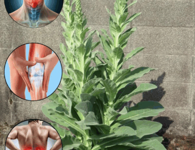 desbloquea el poder oculto de la planta gordolobo