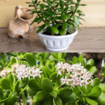 esta es una gran planta suculenta para ti y tu hogar