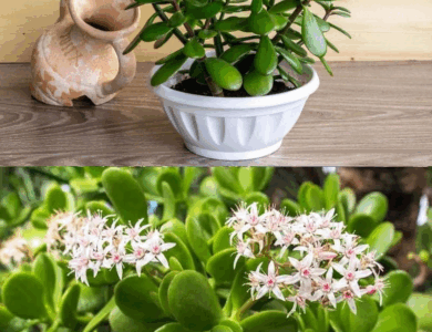 esta es una gran planta suculenta para ti y tu hogar esta es una gran planta suculenta para ti y tu hogar