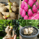 truco de la abuela para hacer florecer el jengibre truco de la abuela para hacer florecer el jengibre