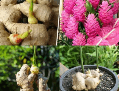 truco de la abuela para hacer florecer el jengibre truco de la abuela para hacer florecer el jengibre