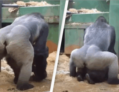 Padres en shock al ver a los gorilas apareándose frente a los niños en el zoológico