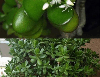 descubre y cultiva el arbol del dinero descubre y cultiva el arbol del dinero