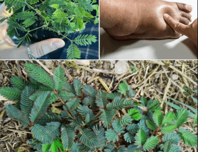 desbloquea el poder oculto de la mimosa pudica-