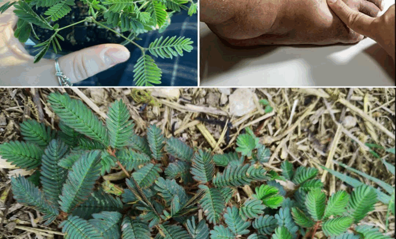 desbloquea el poder oculto de la mimosa pudica-