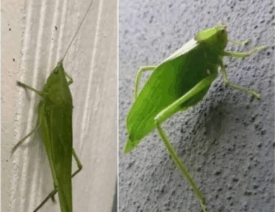 El Insecto Esperanza: Un Mensajero de Buenas Nuevas El Insecto Esperanza: Un Mensajero de Buenas Nuevas
