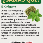 El Té de Orégano para la fuerte tos y limpiar los pulmones El Té de Orégano para la fuerte tos y limpiar los pulmones