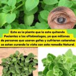 Orégano orejón para la vista