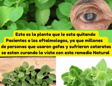 Orégano orejón para la vista