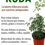 Plantas medicinales: para que sirve la ruda y cuáles son sus efectos