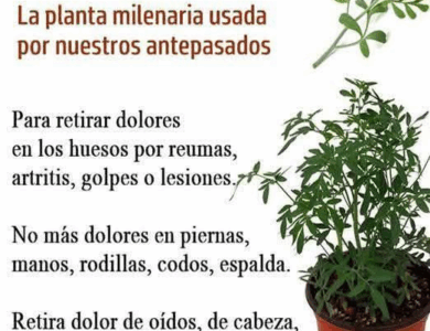Plantas medicinales: para que sirve la ruda y cuáles son sus efectos