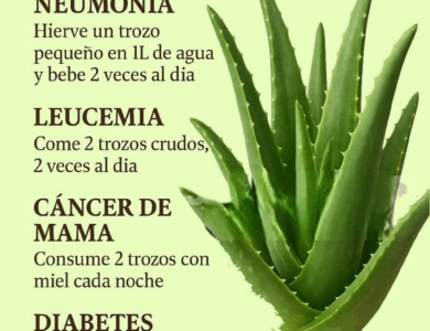 La Sábila y sus beneficios La Sábila y sus beneficios