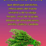 Descubre las propiedades curativas del romero