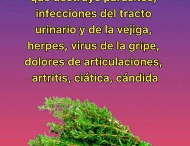 Descubre las propiedades curativas del romero