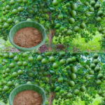 10 sencillos consejos para cultivar un limonero en maceta 10 sencillos consejos para cultivar un limonero en maceta