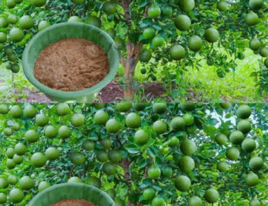 10 sencillos consejos para cultivar un limonero en maceta