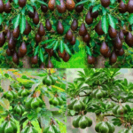 Como cultivar aguacates en casa