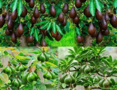 Como cultivar aguacates en casa Como cultivar aguacates en casa