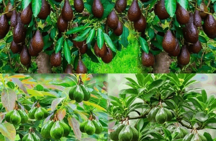 Como cultivar aguacates en casa