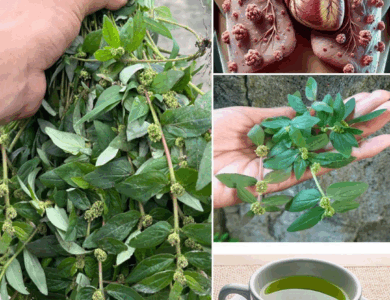 Descubre el asombroso poder de la Euphorbia hirta! La planta milagrosa que debes conocer