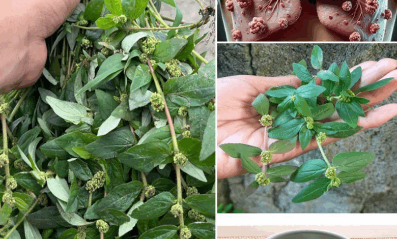 Descubre el asombroso poder de la Euphorbia hirta! La planta milagrosa que debes conocer