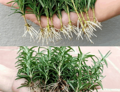 El Truco Infalible para Hacer Florecer el Romero