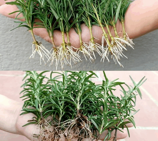 El Truco Infalible para Hacer Florecer el Romero