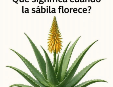 La ventaja de un alimentación saludable y benegicios