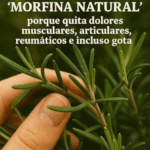 Descubre las propiedades curativas del romero