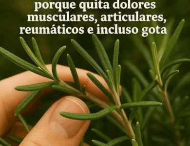 Descubre las propiedades curativas del romero