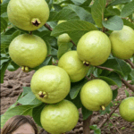 La guayaba una fruta de calidad La guayaba una fruta de calidad