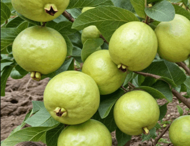 La guayaba una fruta de calidad