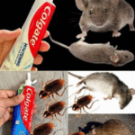 Eliminar Ratas y Plagas con Pasta Dental: Un Truco Casero Inesperado Eliminar Ratas y Plagas con Pasta Dental: Un Truco Casero Inesperado