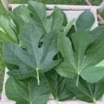 todos los beneficios que debes conocer de las hojas de higos