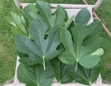 todos los beneficios que debes conocer de las hojas de higos