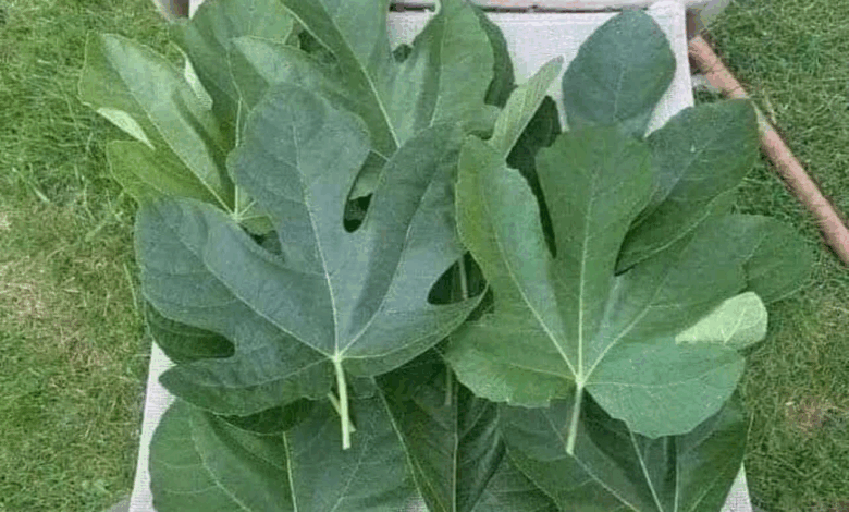 todos los beneficios que debes conocer de las hojas de higos