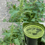 Un tesoro escondido en tu jardín: descubre los beneficios para la salud del amaranto