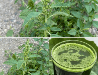 Un tesoro escondido en tu jardín: descubre los beneficios para la salud del amaranto