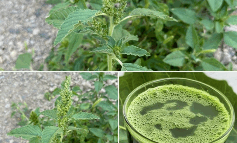 Un tesoro escondido en tu jardín: descubre los beneficios para la salud del amaranto