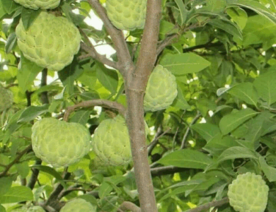 grandes beneficios para salud gastro y respiratorios de esta fruta