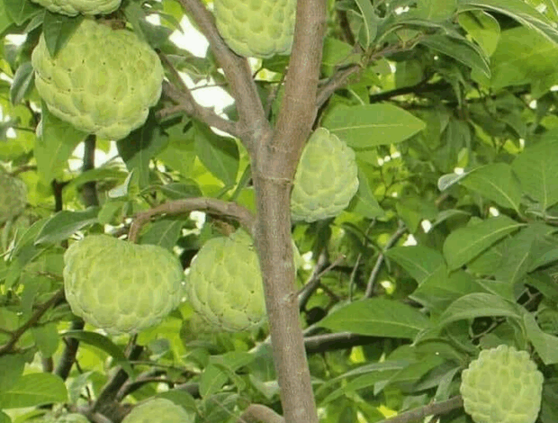 grandes beneficios para salud gastro y respiratorios de esta fruta