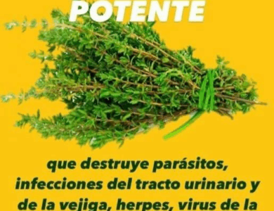 ¡Hervir 5 ramas de romero te librará de más de un problema! ¡Hervir 5 ramas de romero te librará de más de un problema!